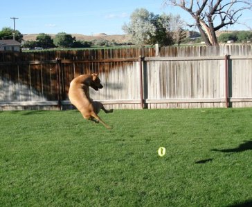 Jett with Ball 02 Smaller.jpg