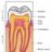 myosin